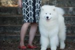 Réserve Best in Show Puppy Bourges 2019